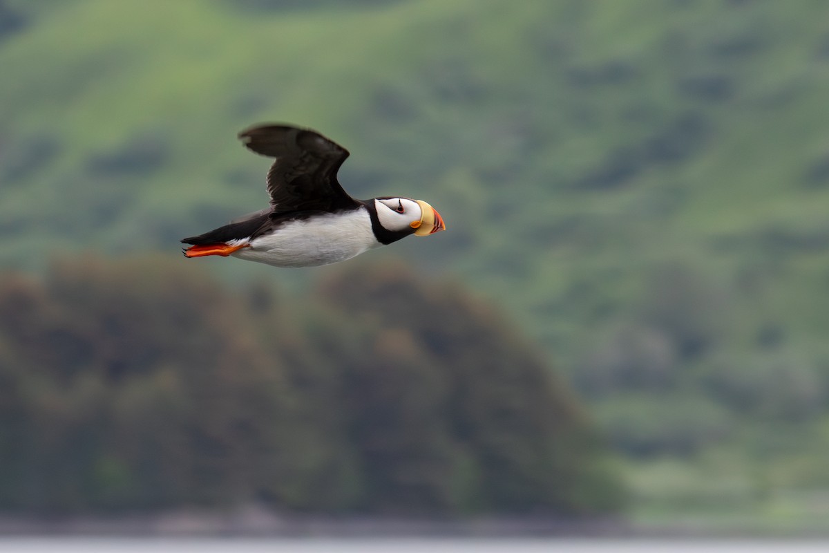 Horned Puffin - ML621089210