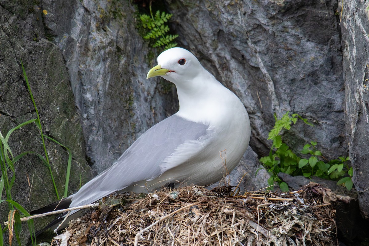 Mouette tridactyle - ML621089215
