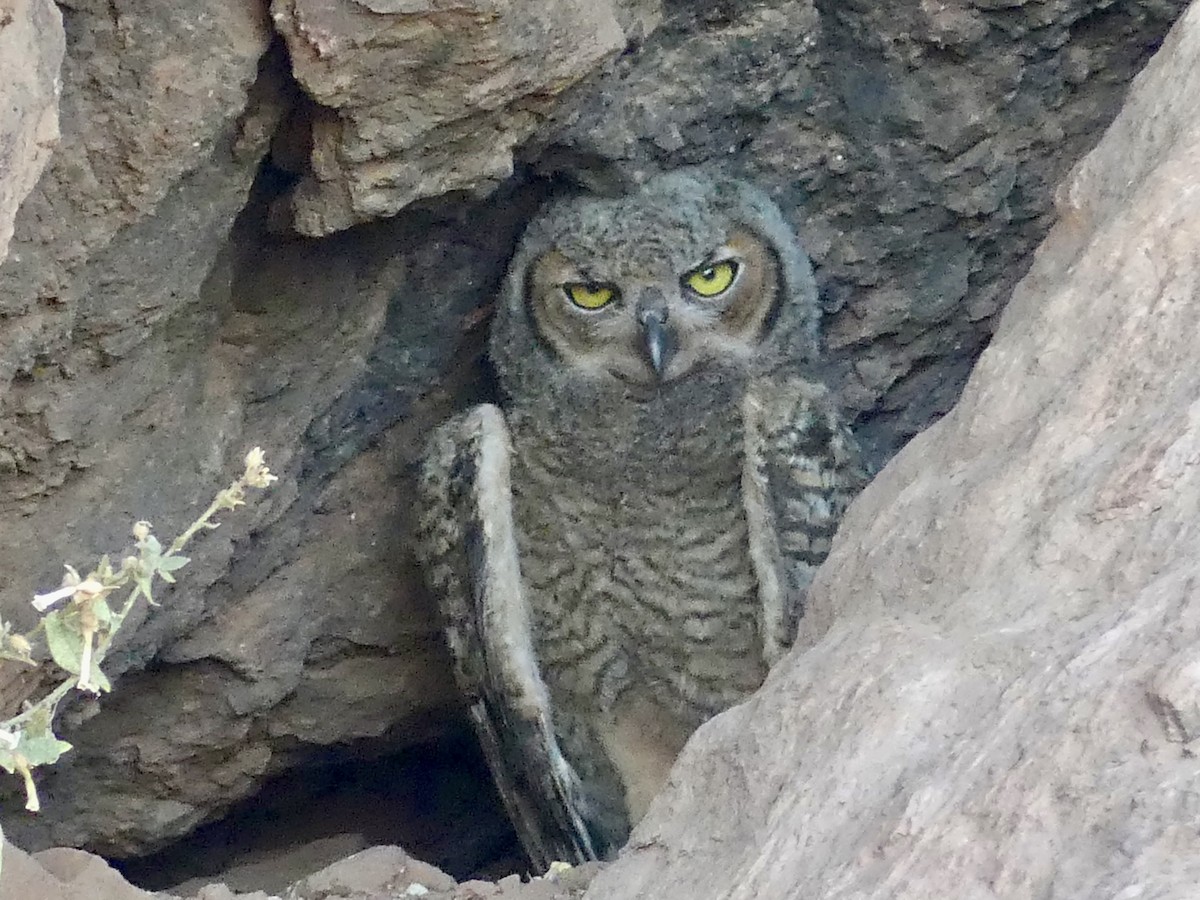 Great Horned Owl - ML621089217