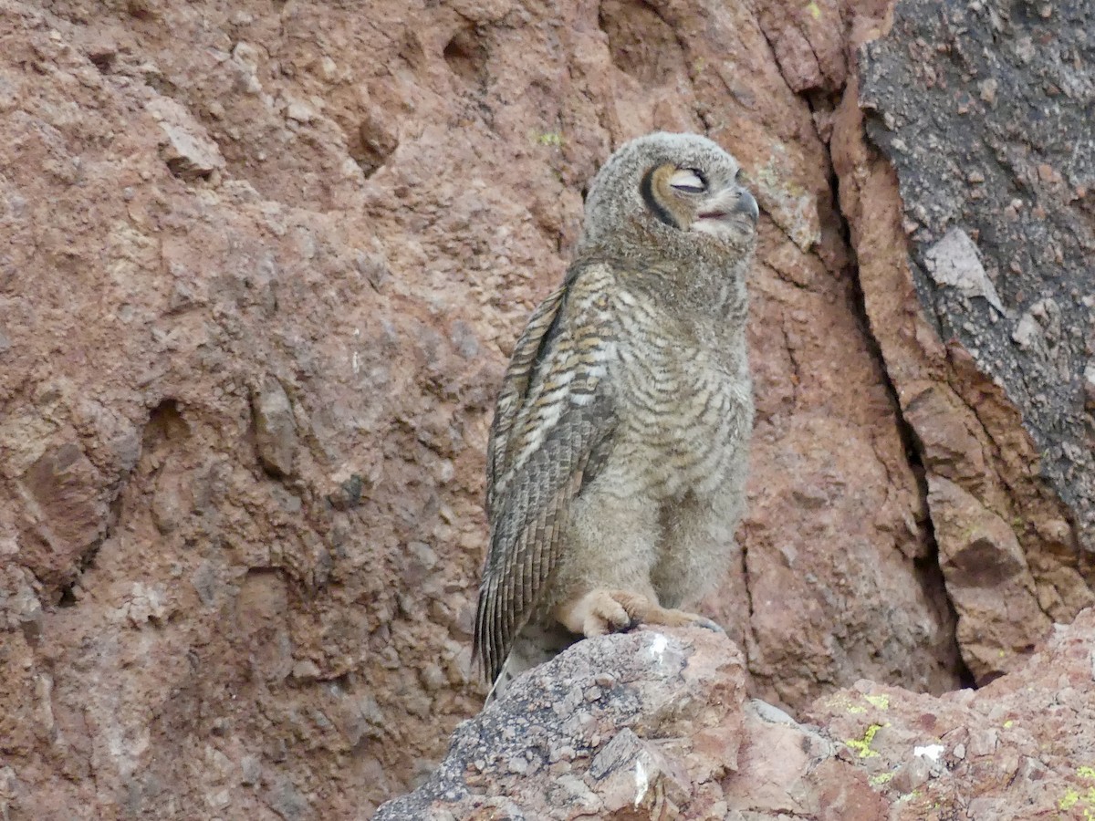 Great Horned Owl - ML621089218