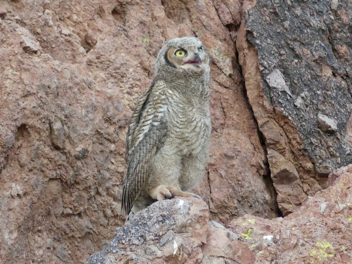 Great Horned Owl - ML621089219