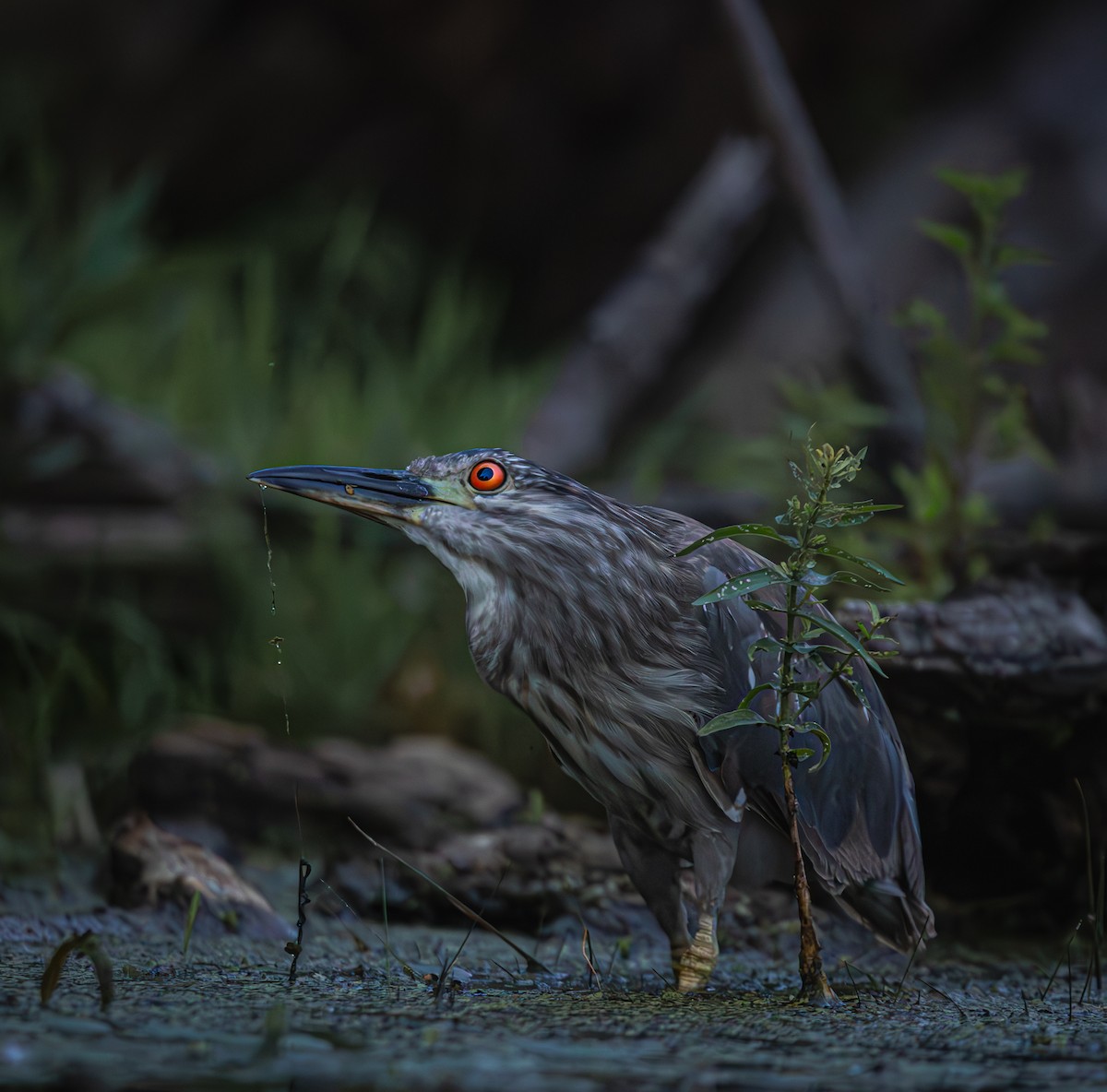 Black-crowned Night Heron - ML621089221