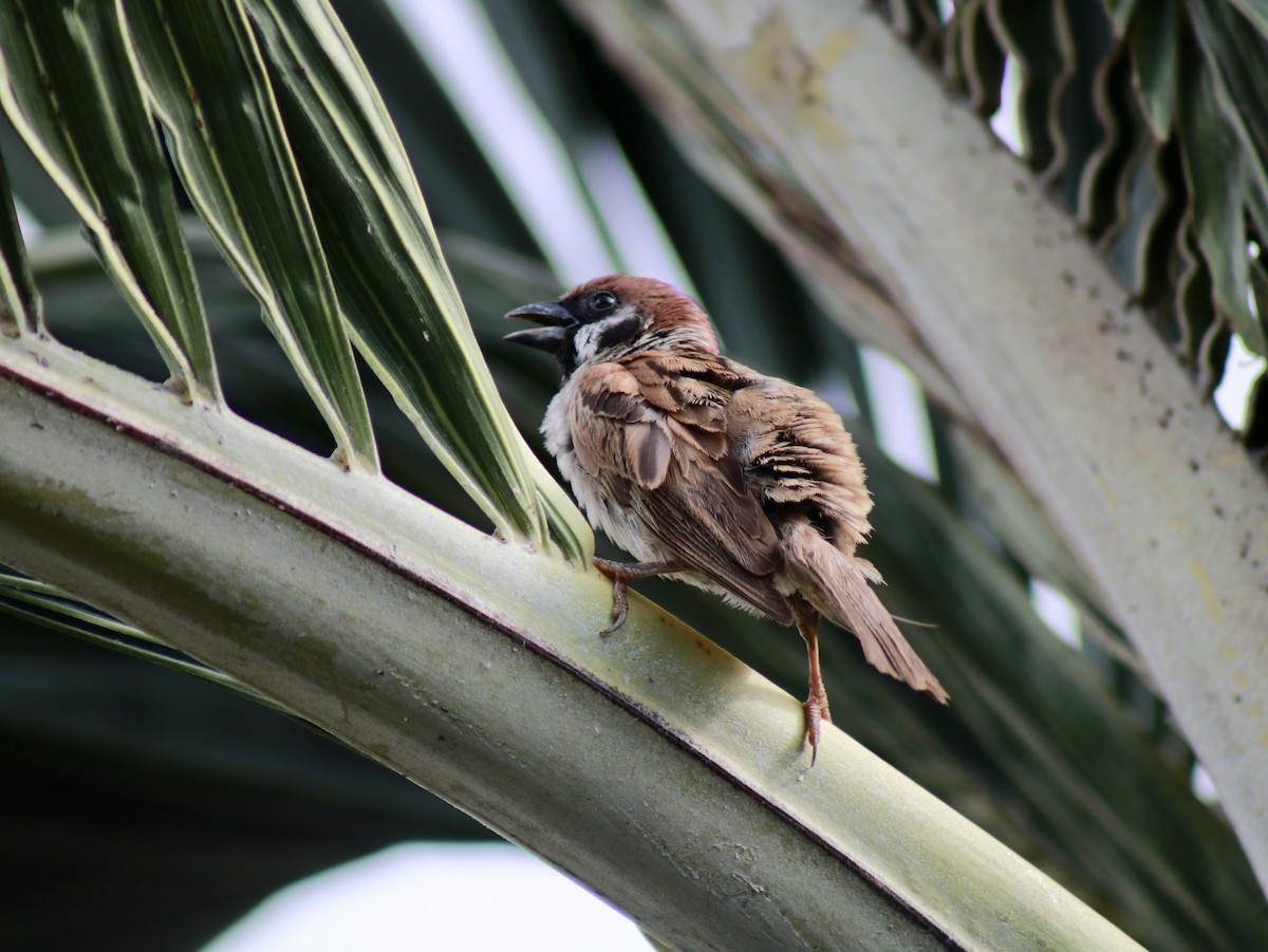 Eurasian Tree Sparrow - ML621089225