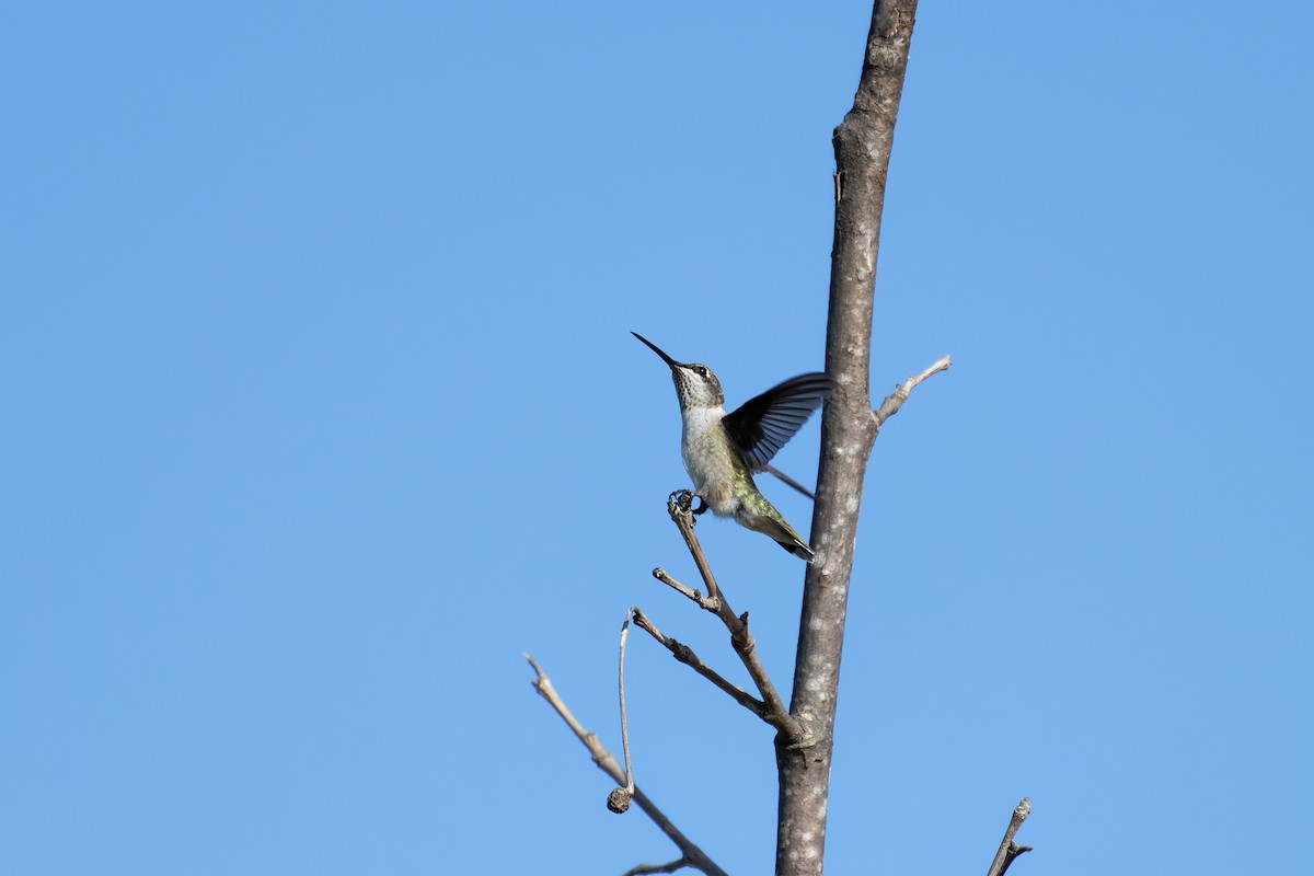 Black-chinned Hummingbird - ML621089232