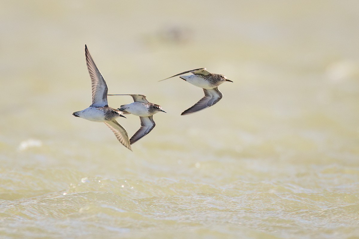 Pectoral Sandpiper - Jeff Dyck