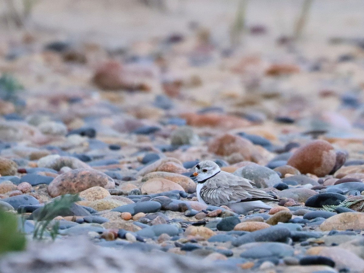 Piping Plover - ML621089294