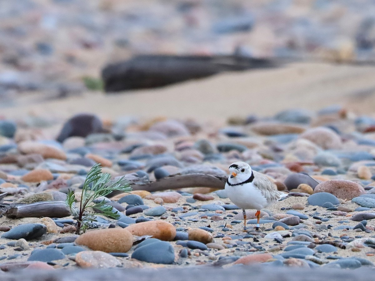 Piping Plover - ML621089296