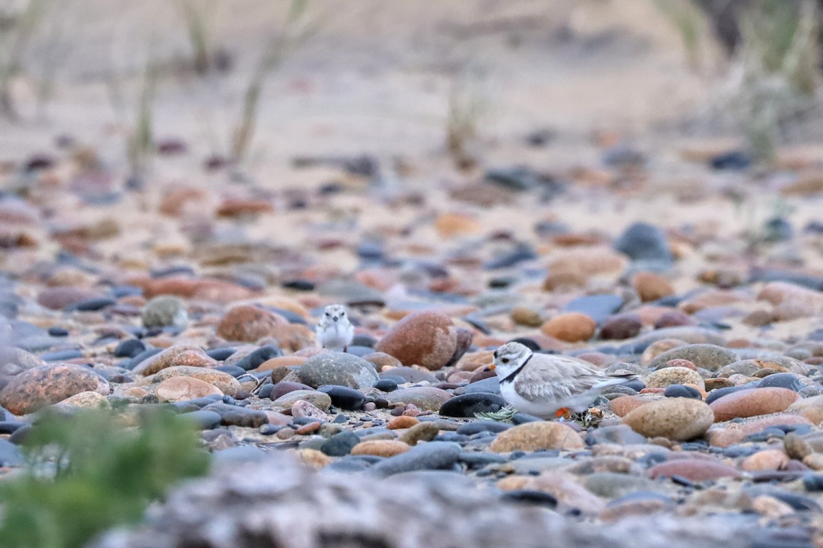 Piping Plover - ML621089298