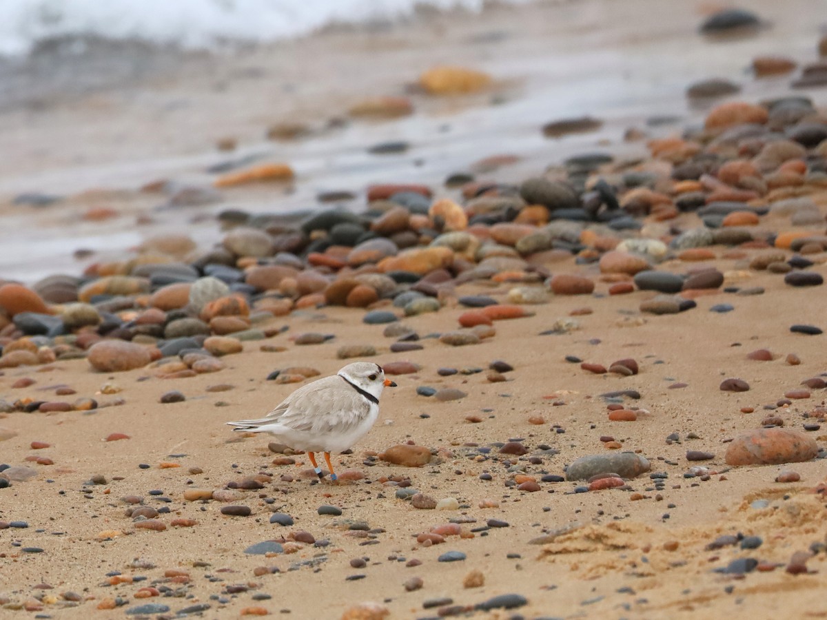 Piping Plover - ML621089299