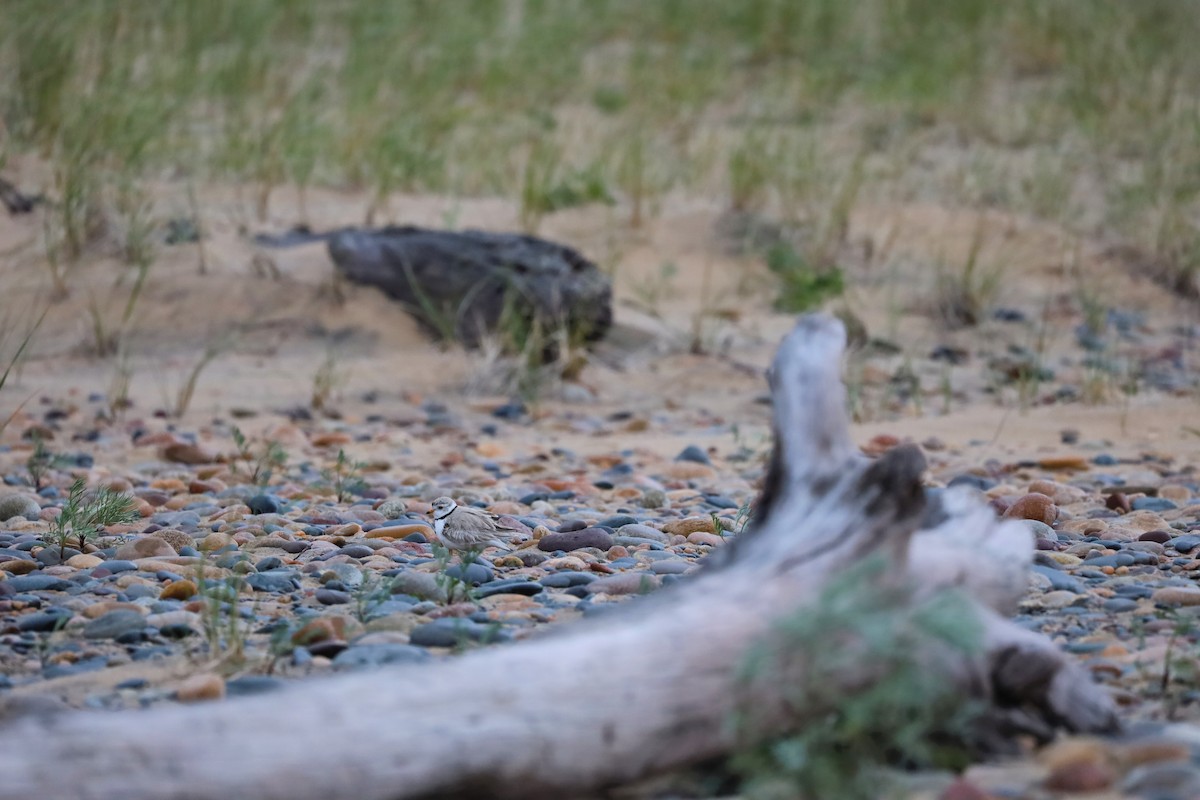 Piping Plover - ML621089302