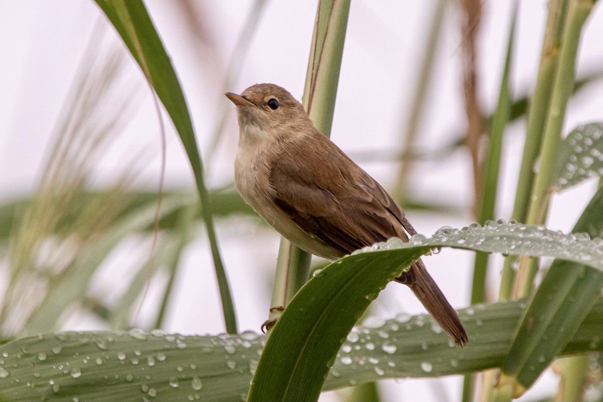Common Reed Warbler - ML621089312
