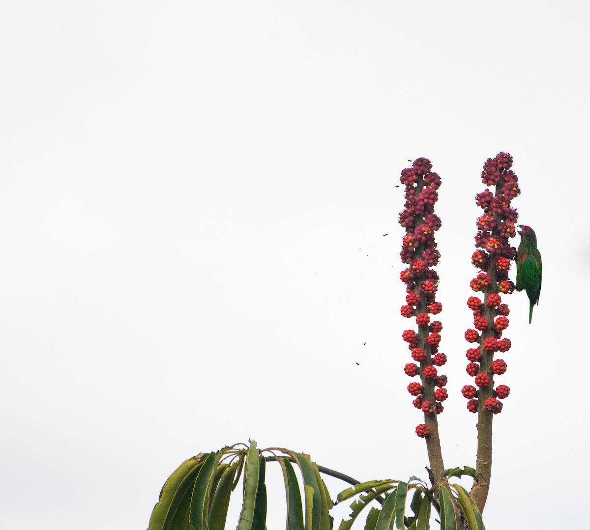 Yellow-streaked Lory - ML621089340