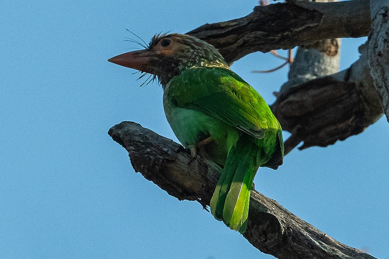 Kahverengi Başlı Barbet - ML621089376