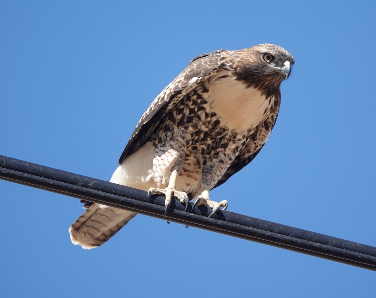 Red-tailed Hawk - ML621089379