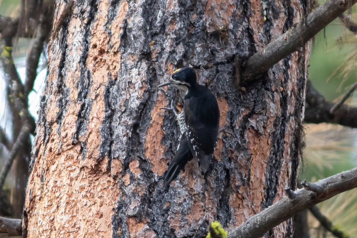 Black-backed Woodpecker - ML621089420