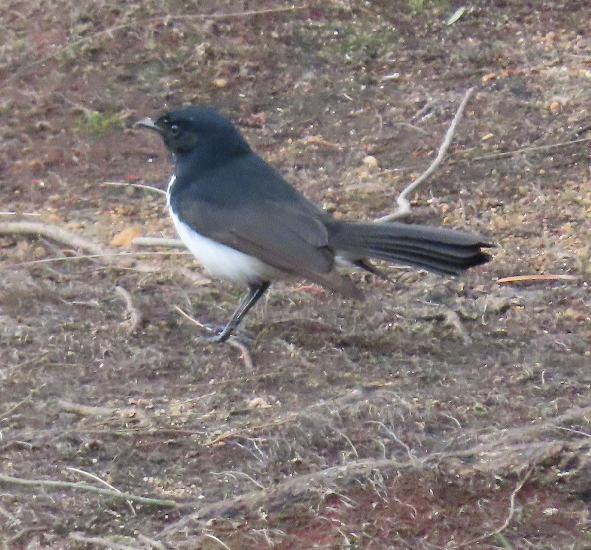 Willie-wagtail - ML621089431
