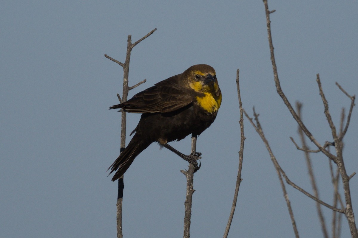 Yellow-headed Blackbird - Nico Stuurman