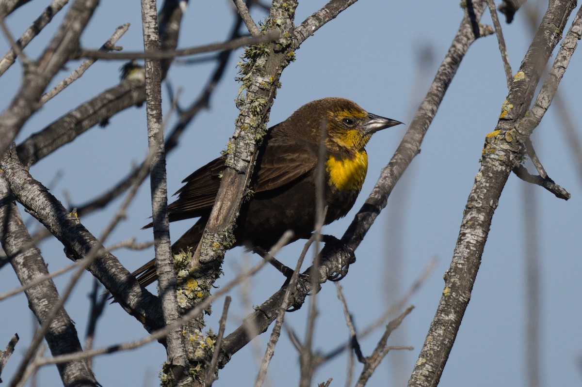 Yellow-headed Blackbird - ML621089457
