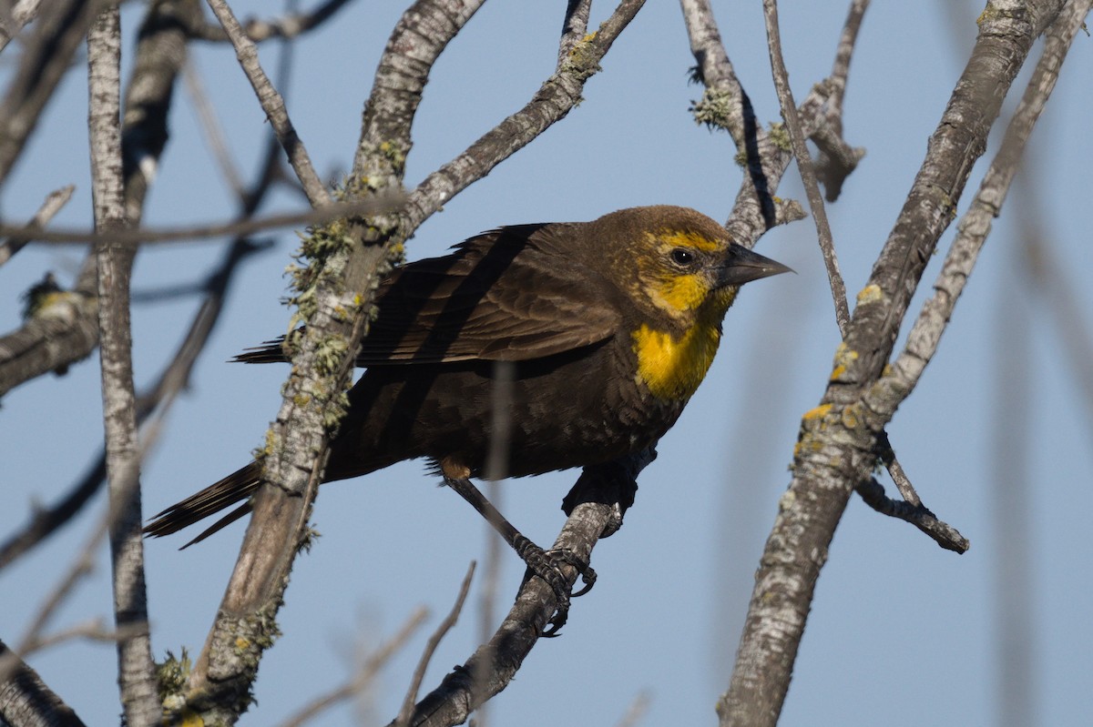 Yellow-headed Blackbird - ML621089458