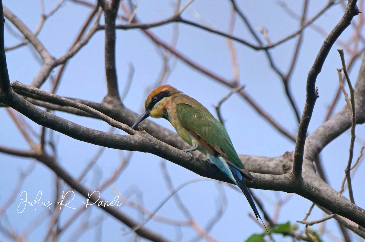 Rainbow Bee-eater - ML621089464