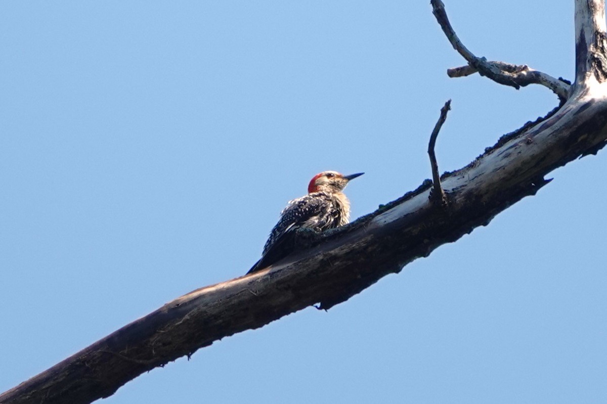 Red-bellied Woodpecker - ML621089479