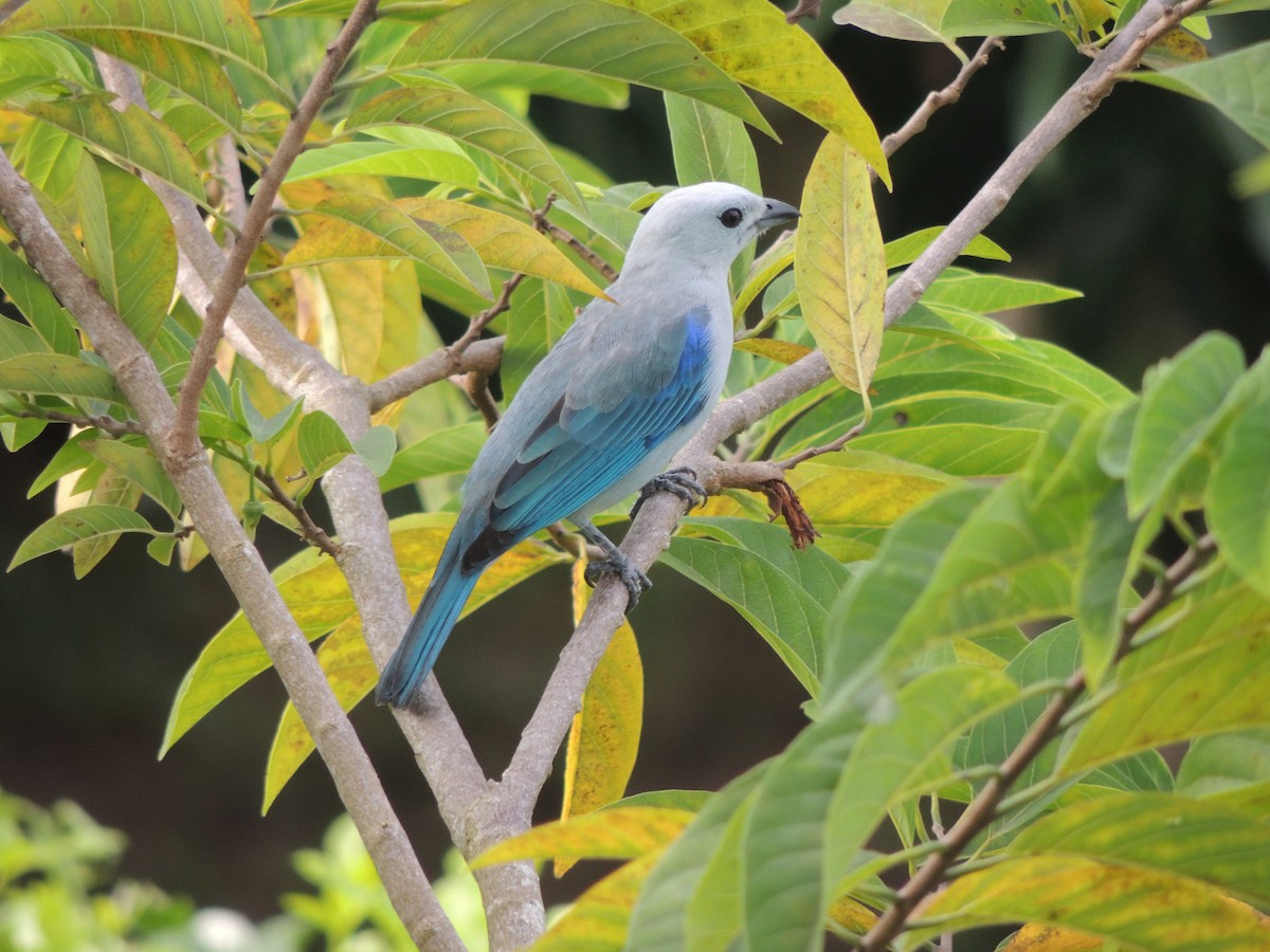 Blue-gray Tanager - ML621089481