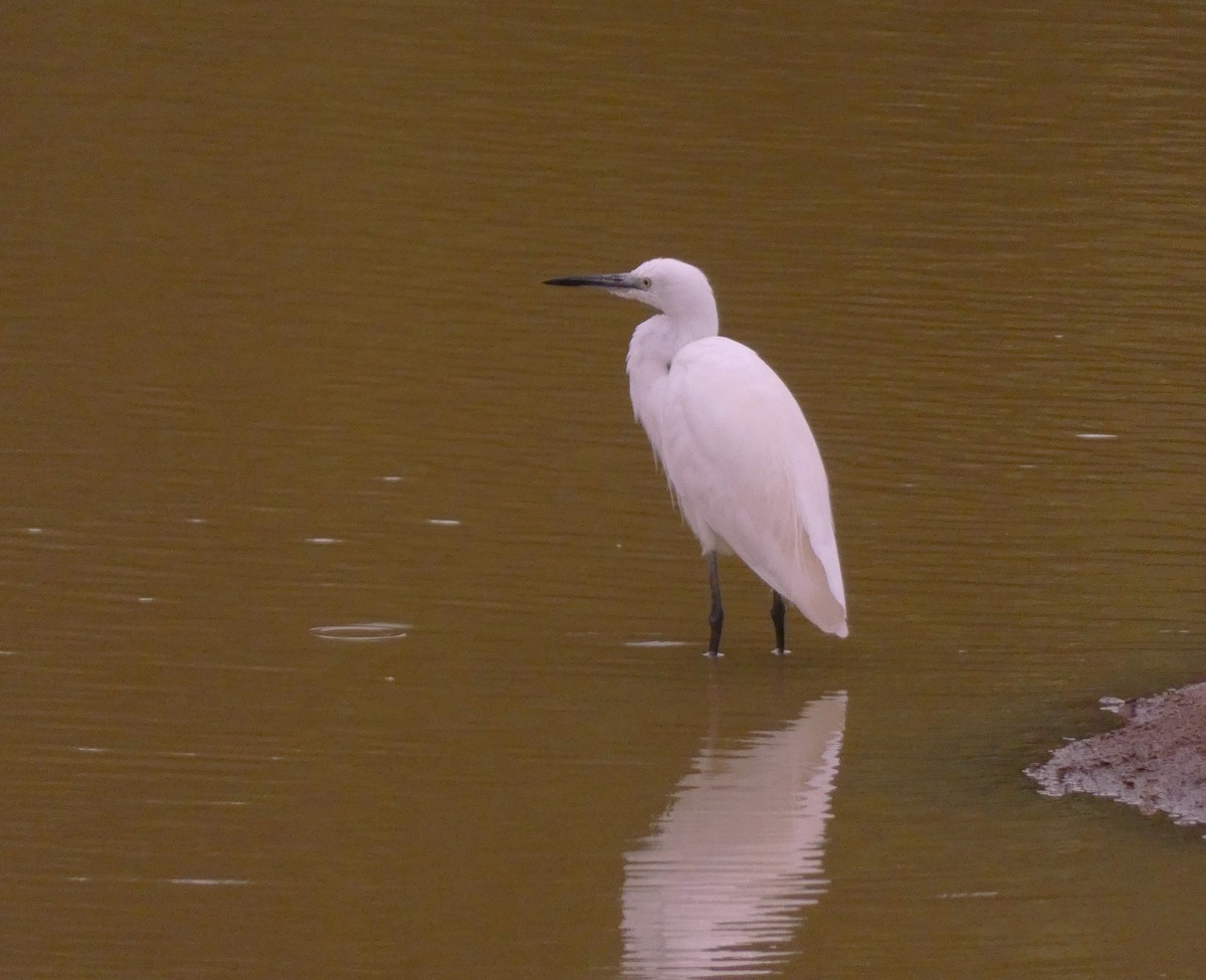 Little Egret - ML621089490