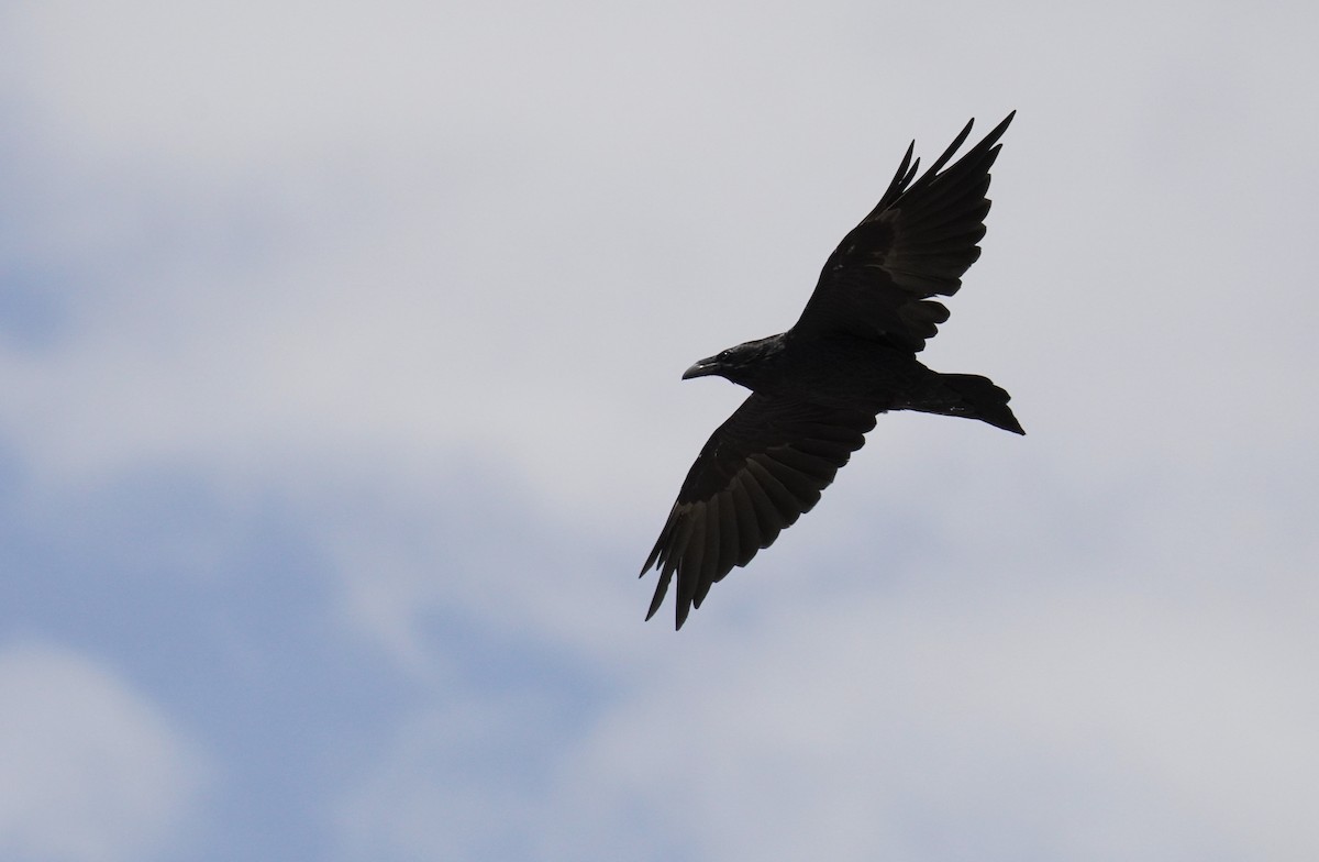 Common Raven - ML621089501