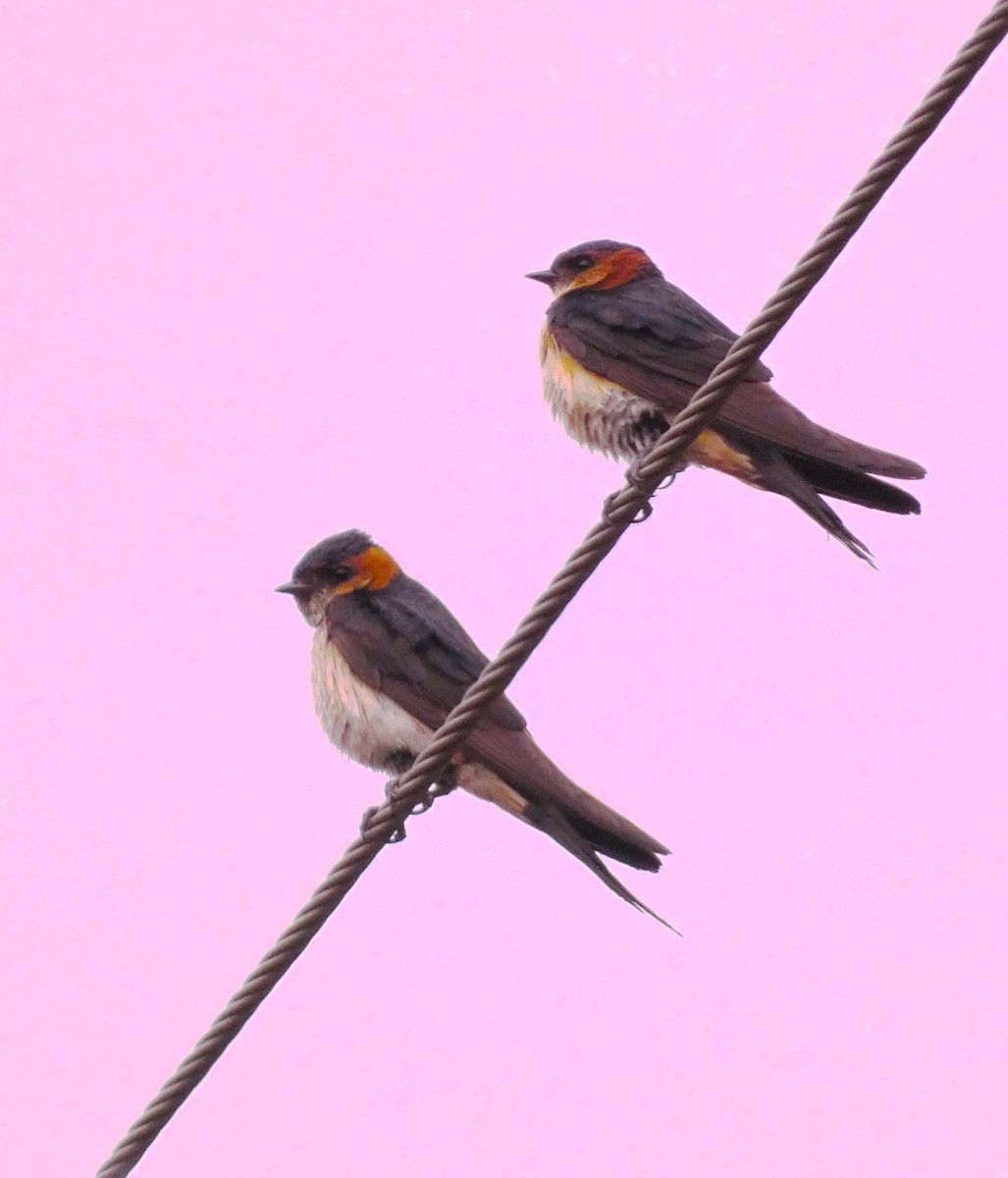 Red-rumped Swallow - ML621089506