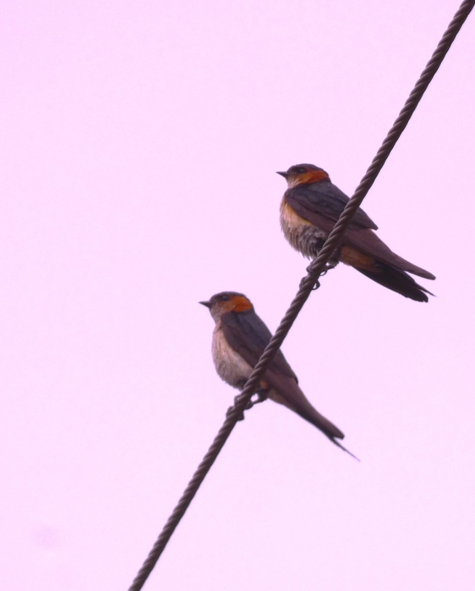 Red-rumped Swallow - ML621089507