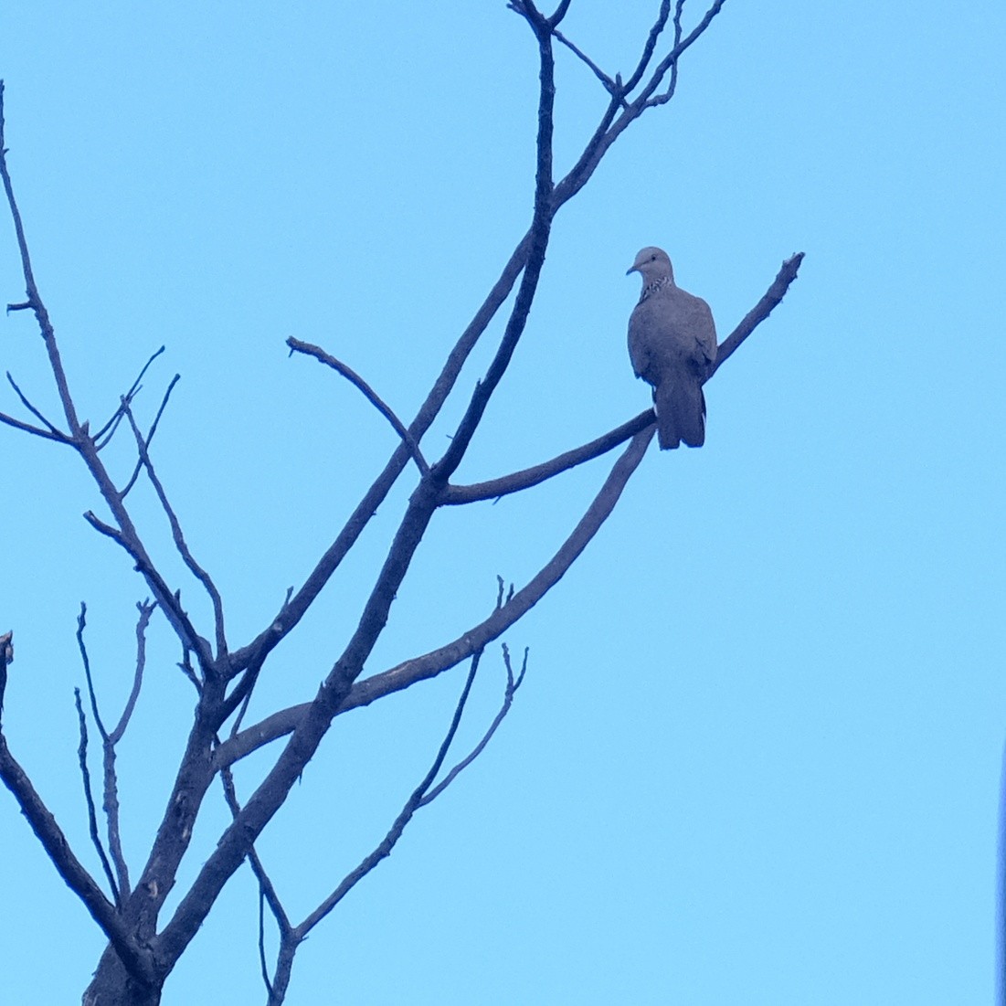 Spotted Dove - ML621089526