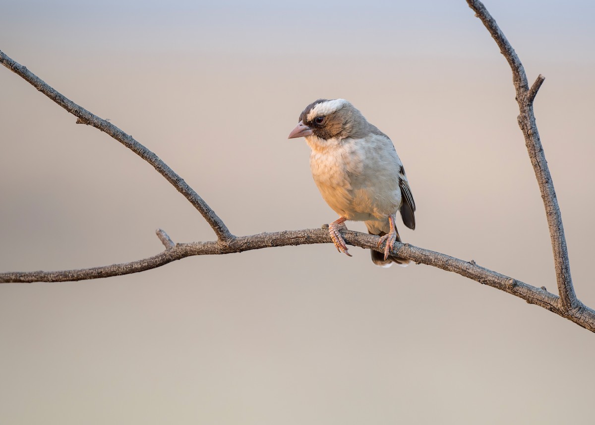 White-browed Sparrow-Weaver - ML621089538
