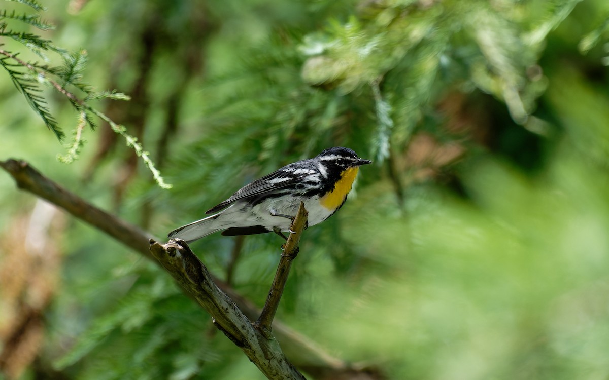 Yellow-throated Warbler - ML621089596