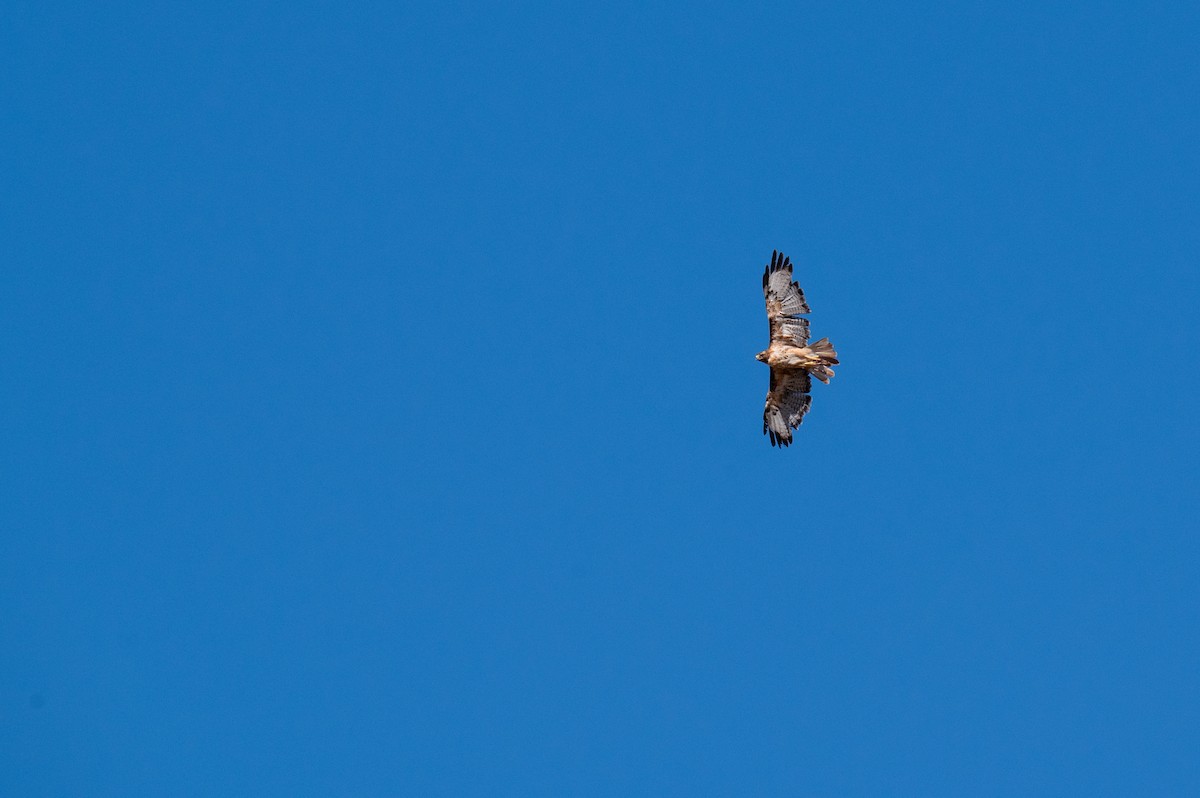 Red-tailed Hawk - ML621089647