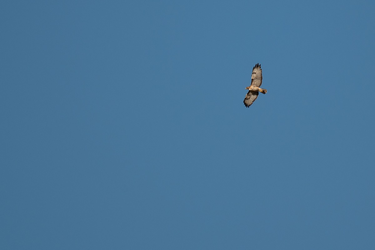 Red-tailed Hawk - ML621089649