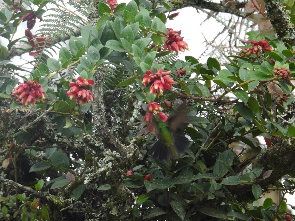 hummingbird sp. - ML621089689