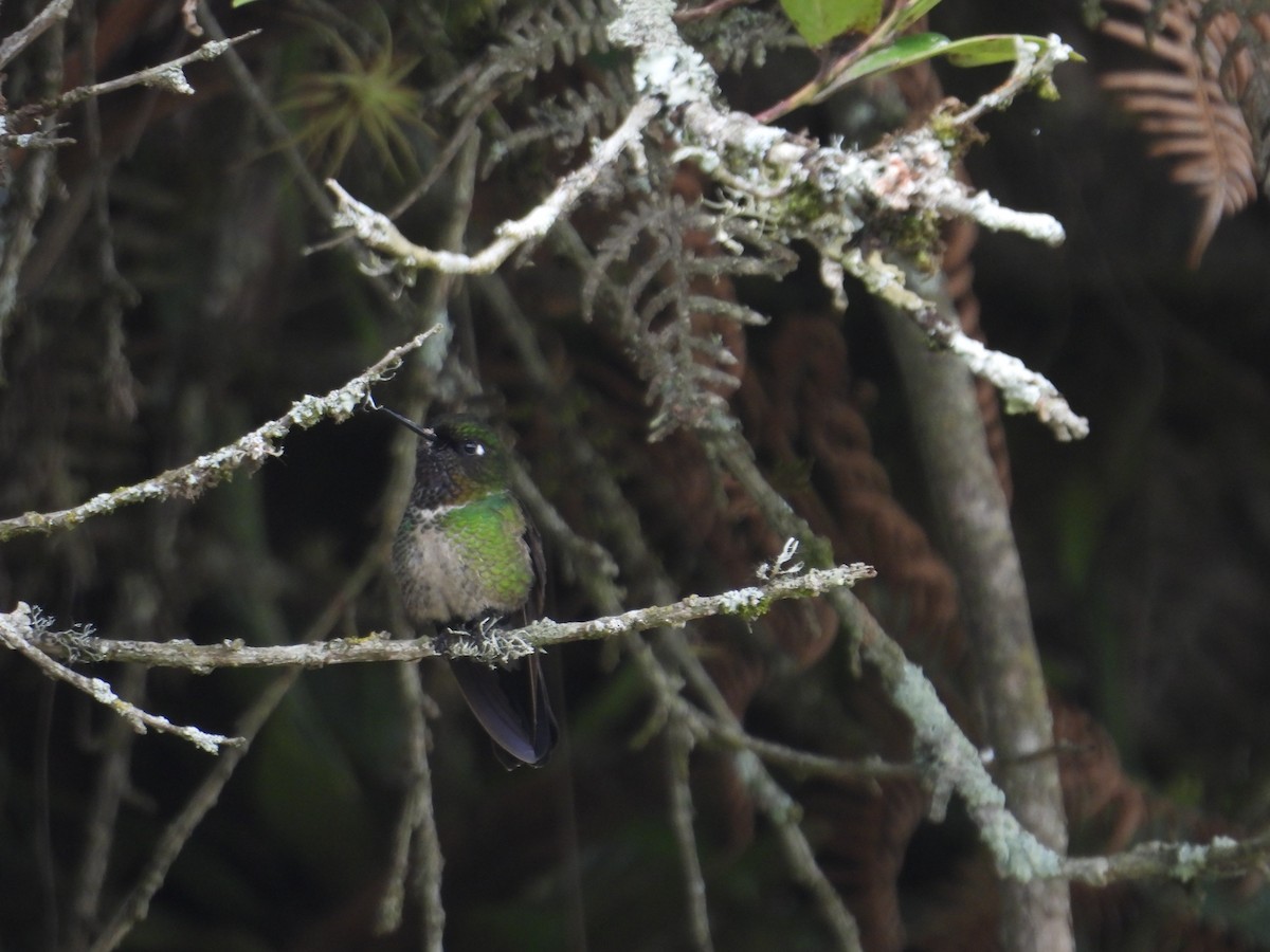 ub. kolibri (Trochilidae sp.) - ML621089690