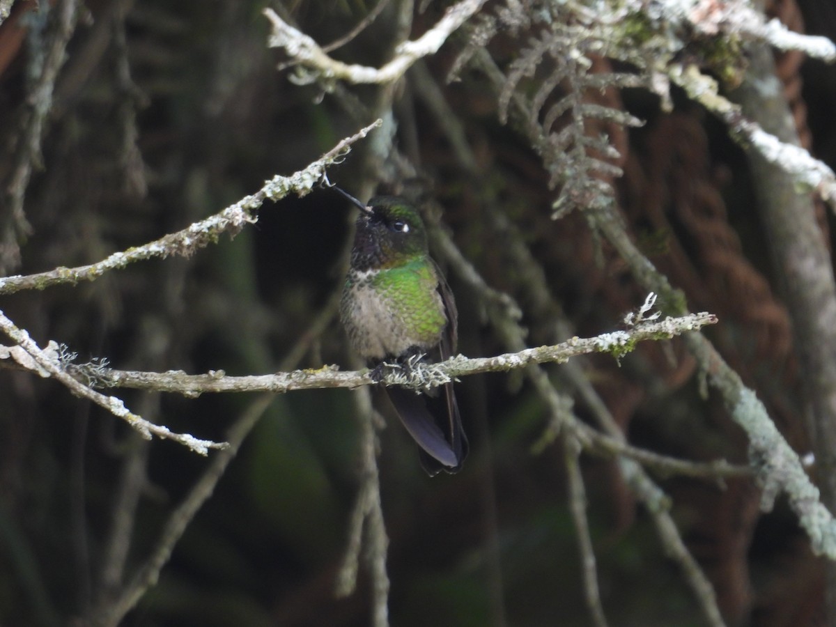hummingbird sp. - ML621089691