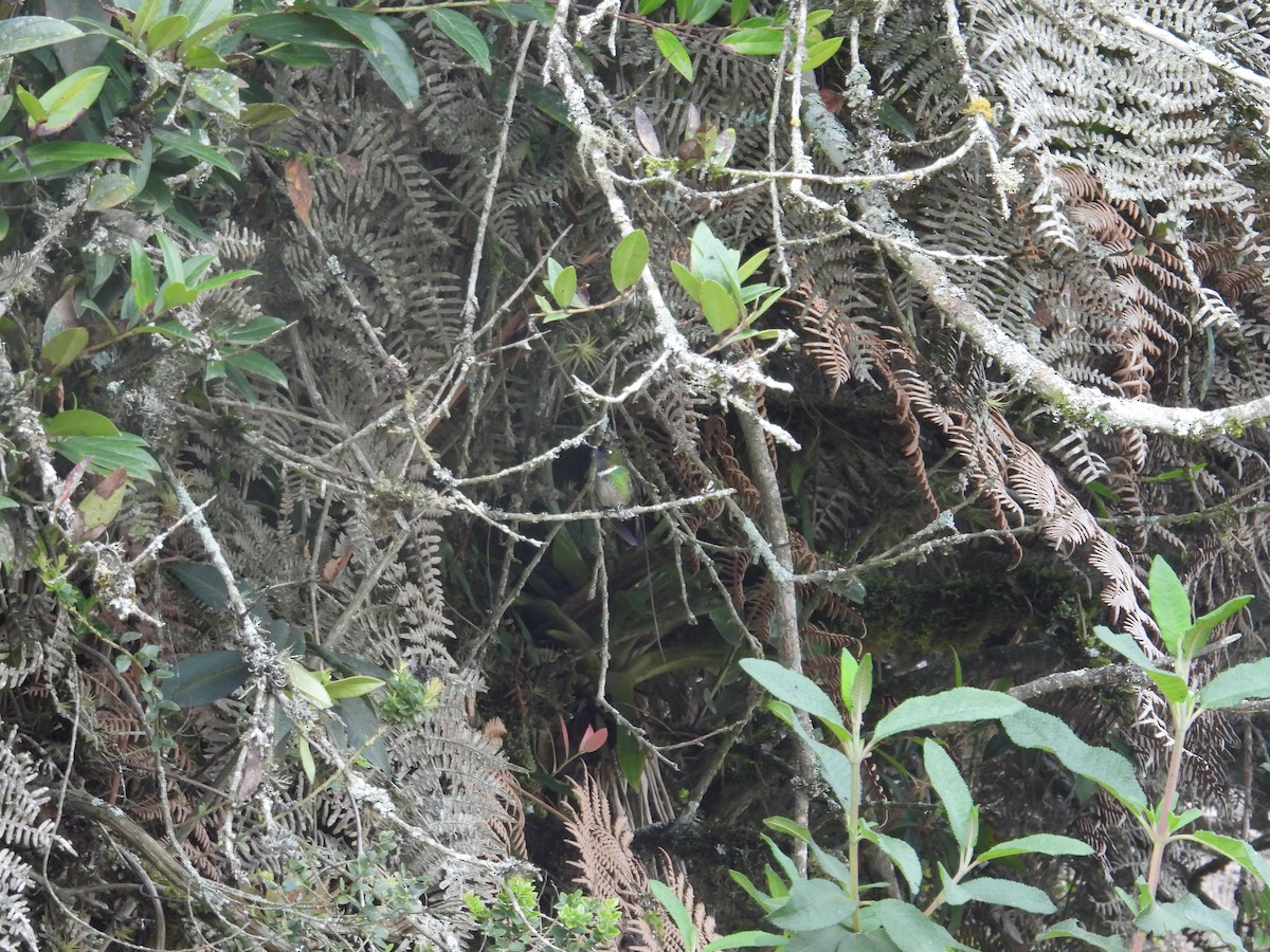 ub. kolibri (Trochilidae sp.) - ML621089693