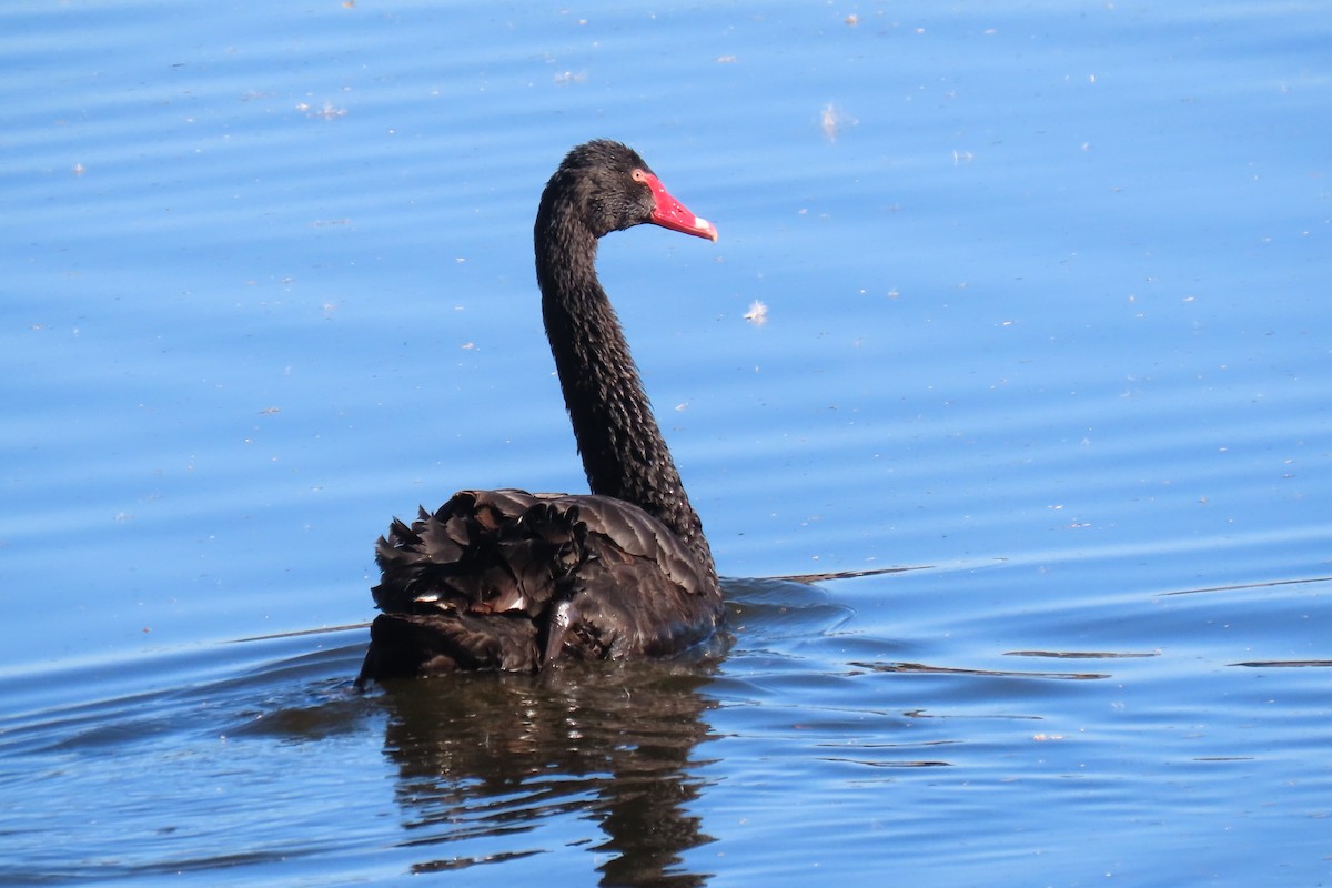 Black Swan - ML621089697