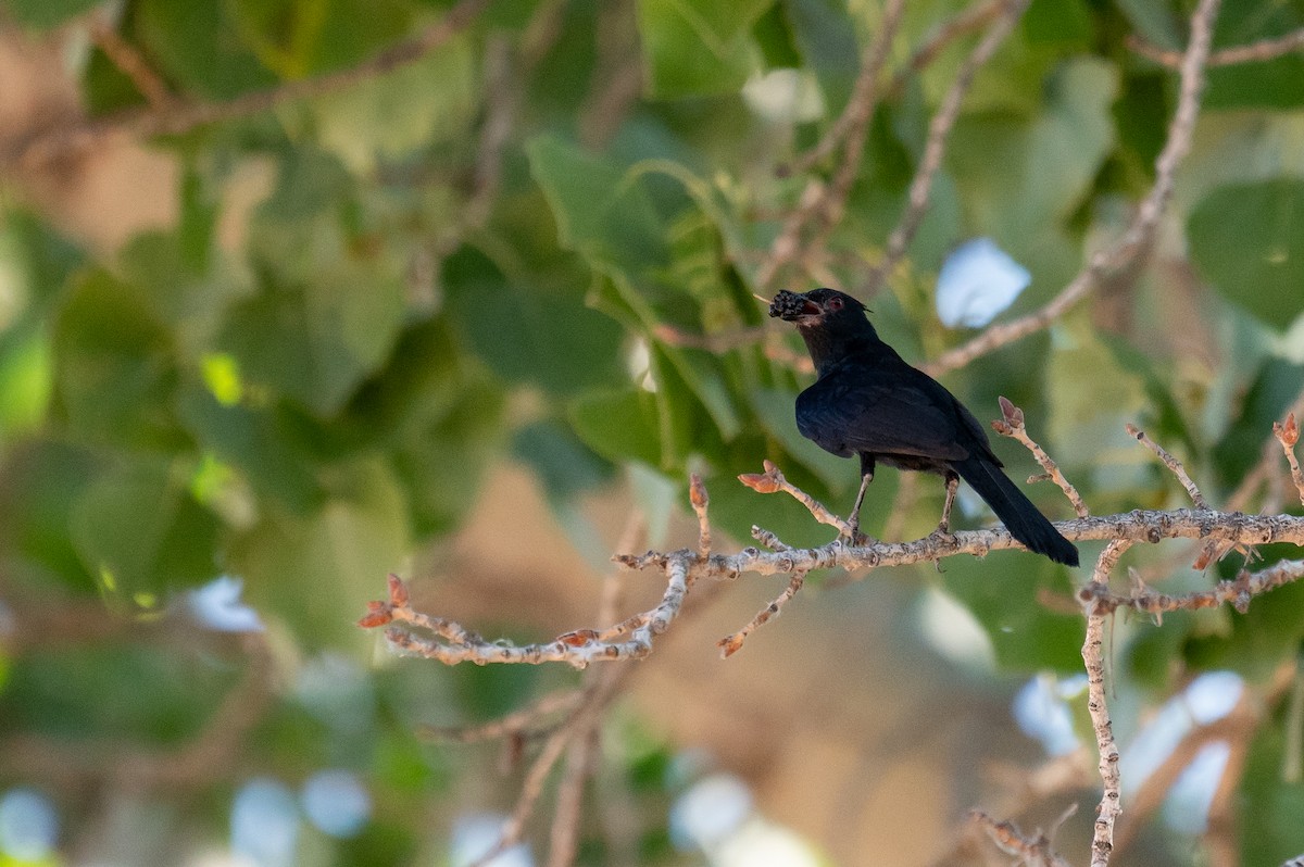 Kara Faynopepla - ML621089739