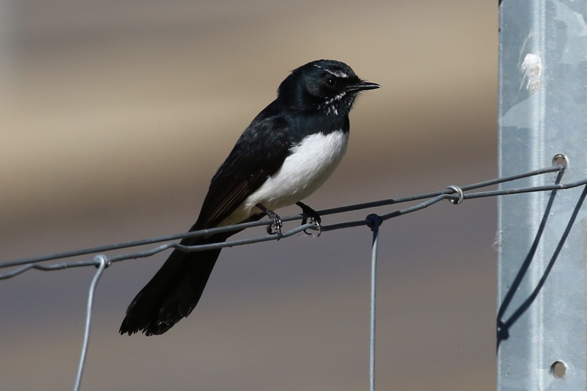 Willie-wagtail - ML621089783