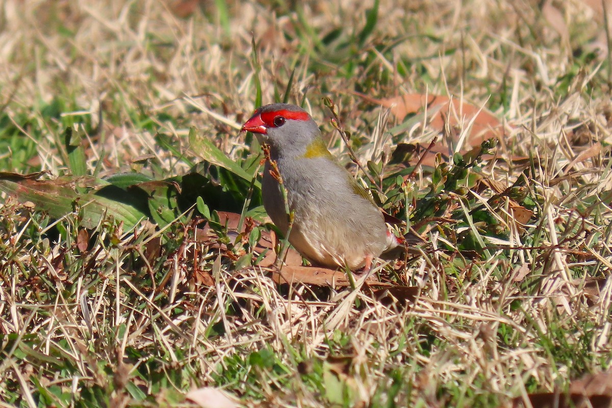 Red-browed Firetail - ML621089792