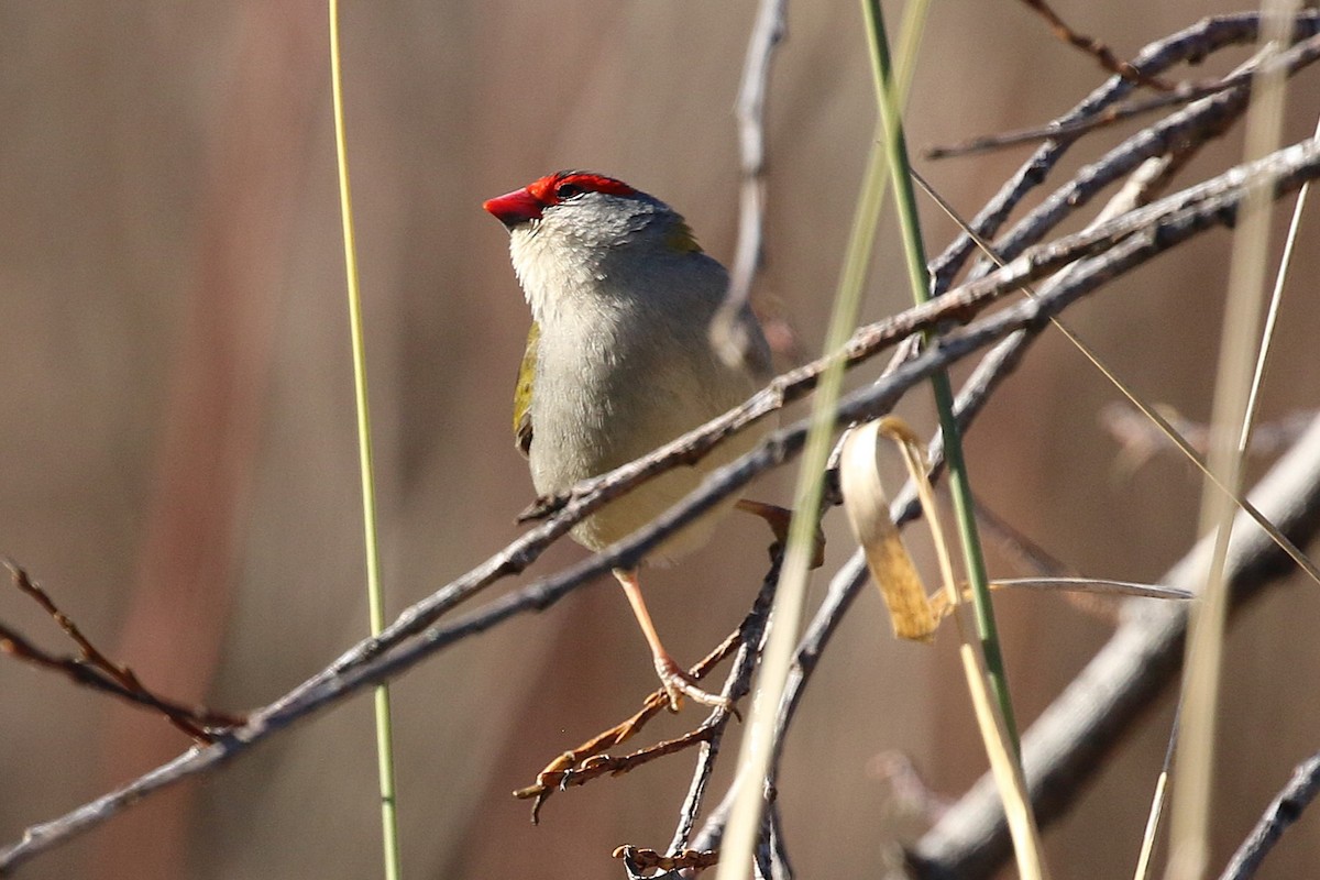 Red-browed Firetail - ML621089793