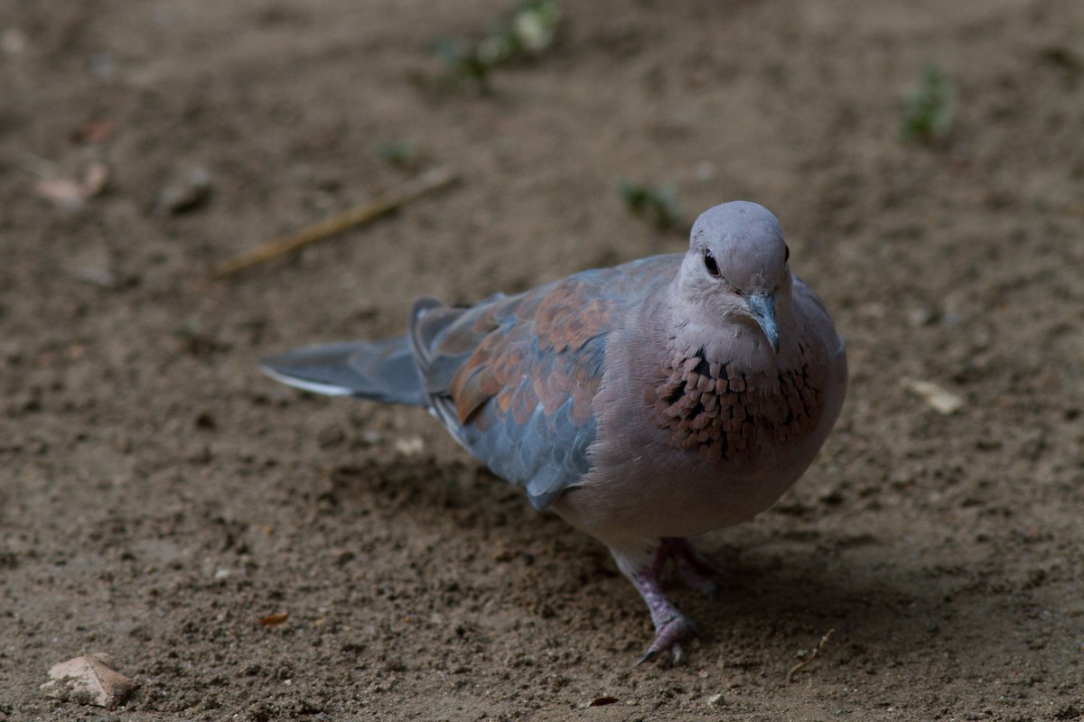 Laughing Dove - ML621089803