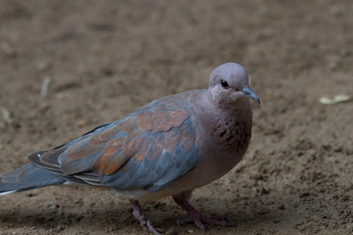 Laughing Dove - ML621089804