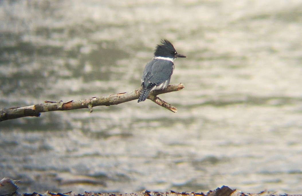 Belted Kingfisher - ML621089819