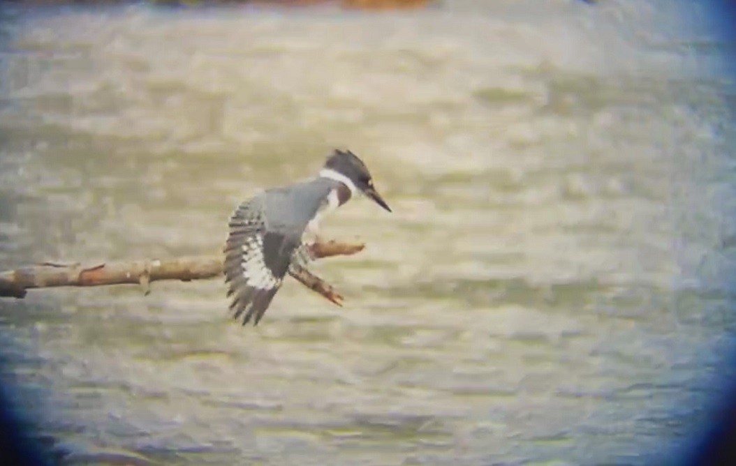 Belted Kingfisher - ML621089838