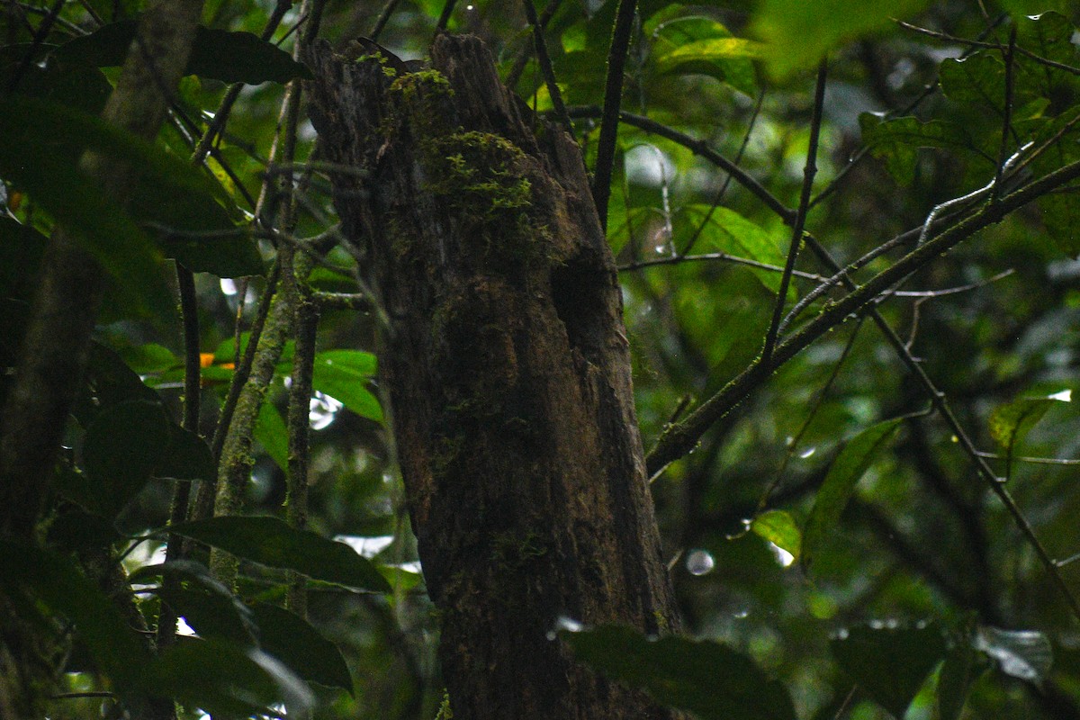 Quetzal (costaricensis) - ML621089847