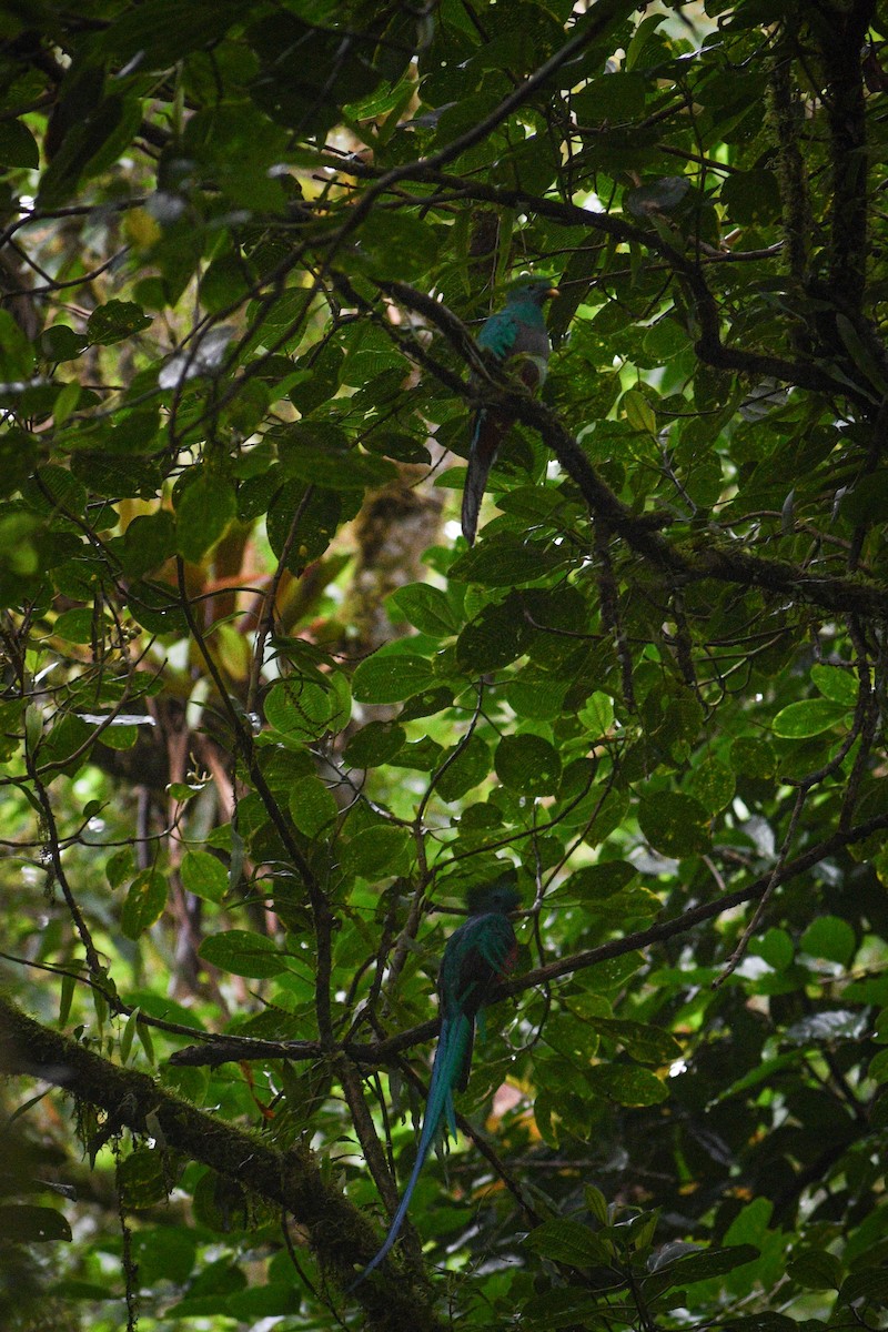 Quetzal Guatemalteco (costaricensis) - ML621089848